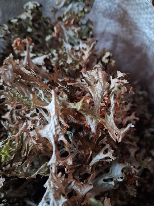 Ісландський мох перебраний 2025 листопад