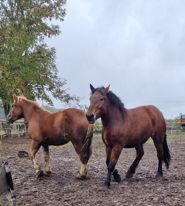 Gniada Klacz 2.5 roku i kasztanka 1.5r