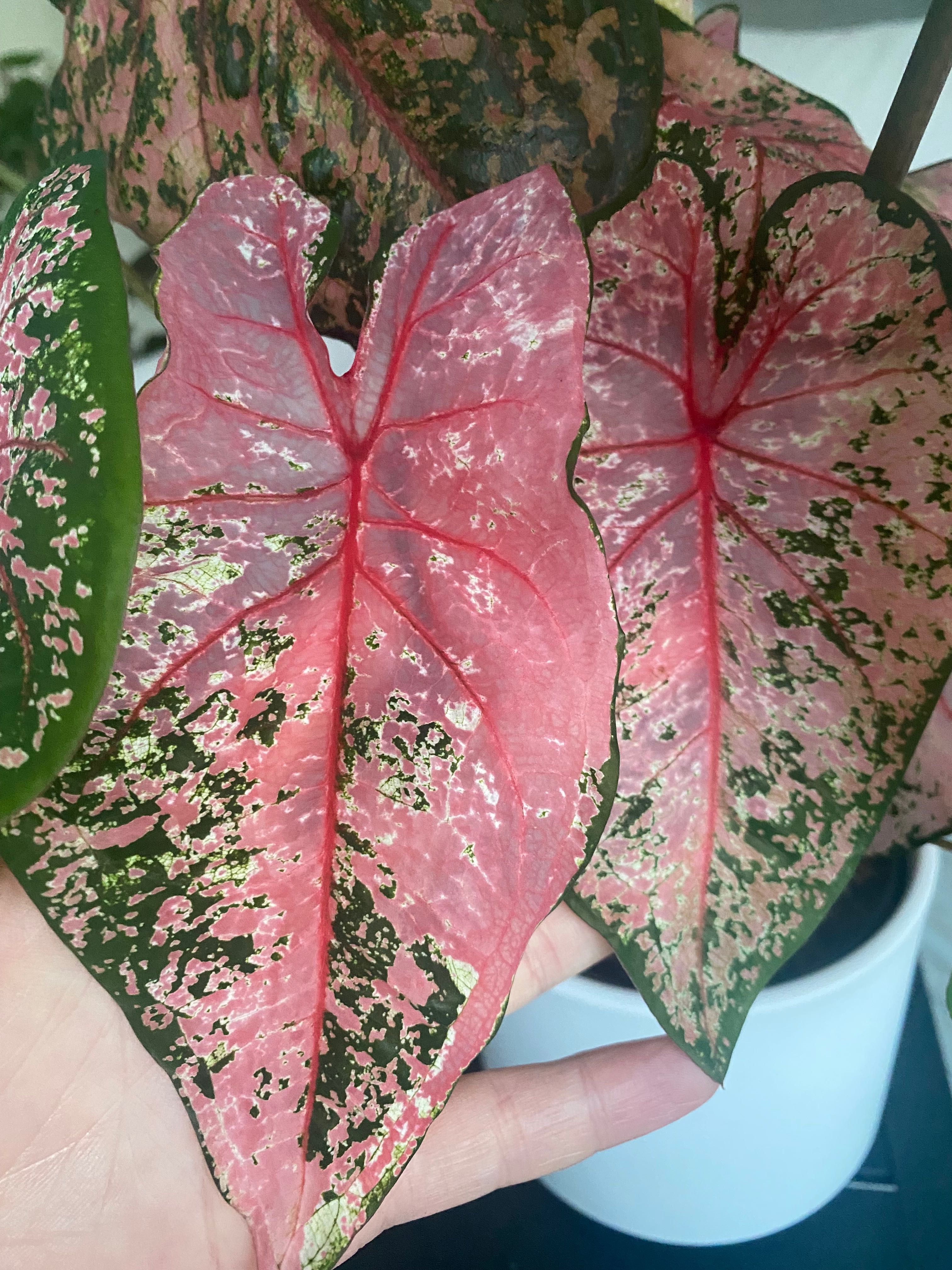 Caladium Pink Beauty