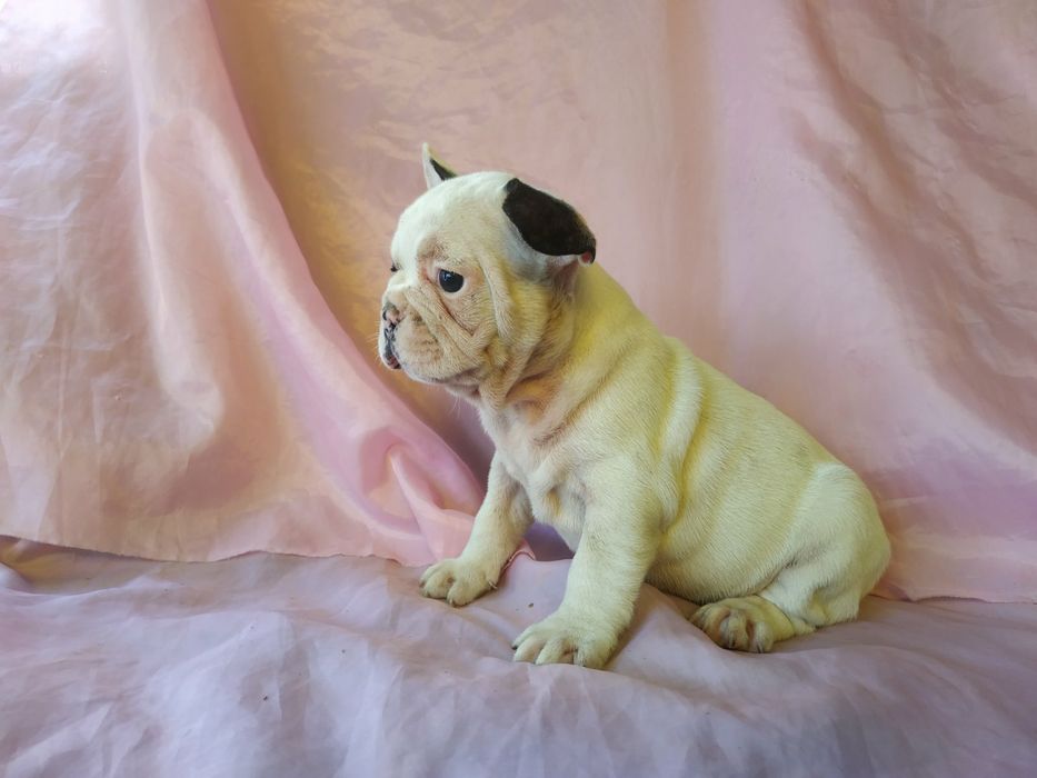 Французкие будьдоги белочерные -Бабочки 4 сыночка и 1 лапочка- дочка!!