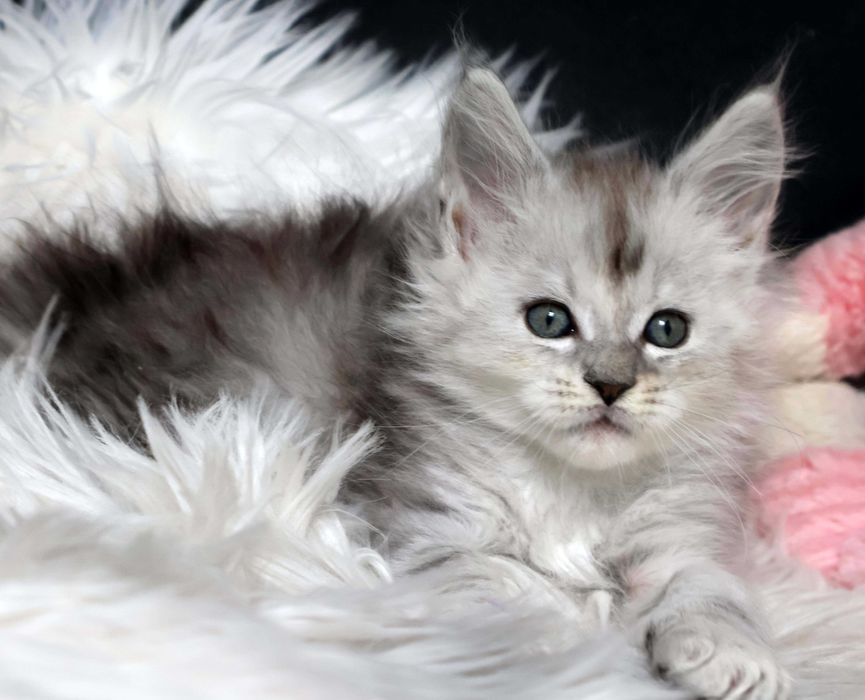 Kochana śnieżynka Maine coon
