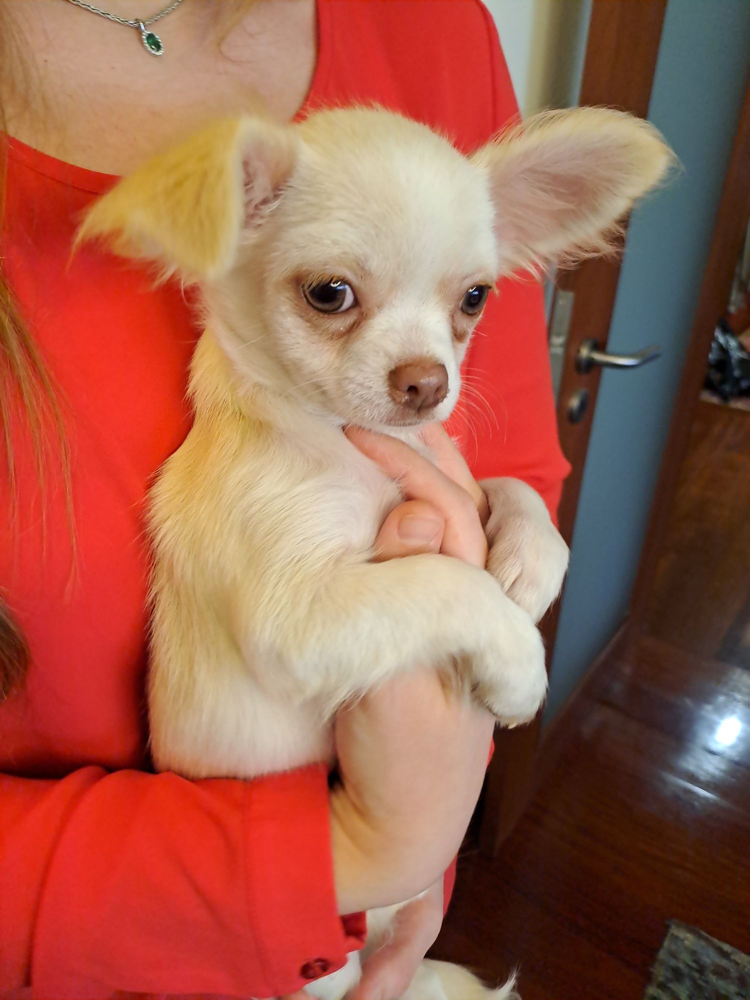 Chihuahua macho, com LOP. Quem se vai apaixonar por mim?