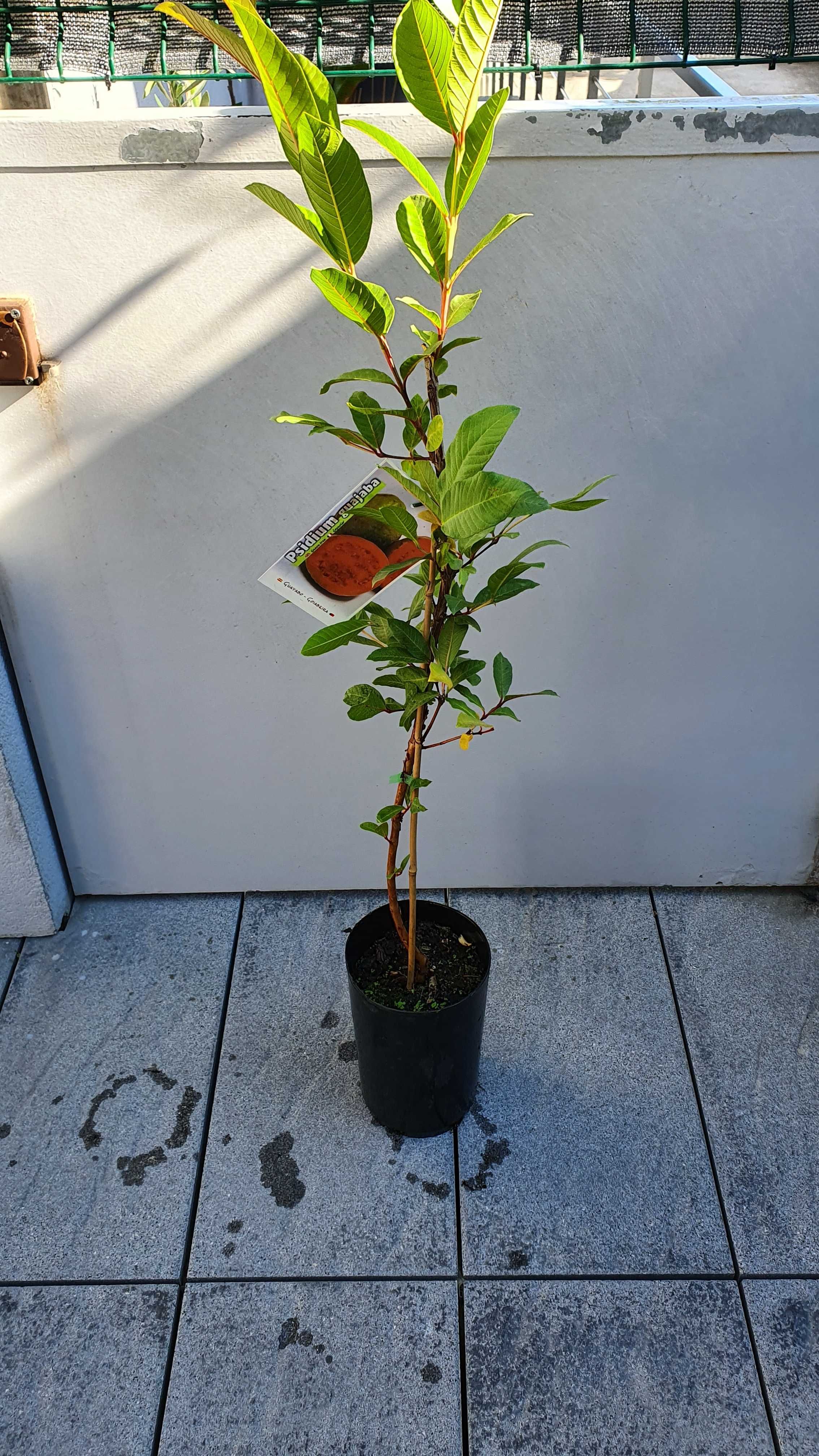 Goiabeira rosa ,Goiaba Fresa ,Goiaba roxa certificada