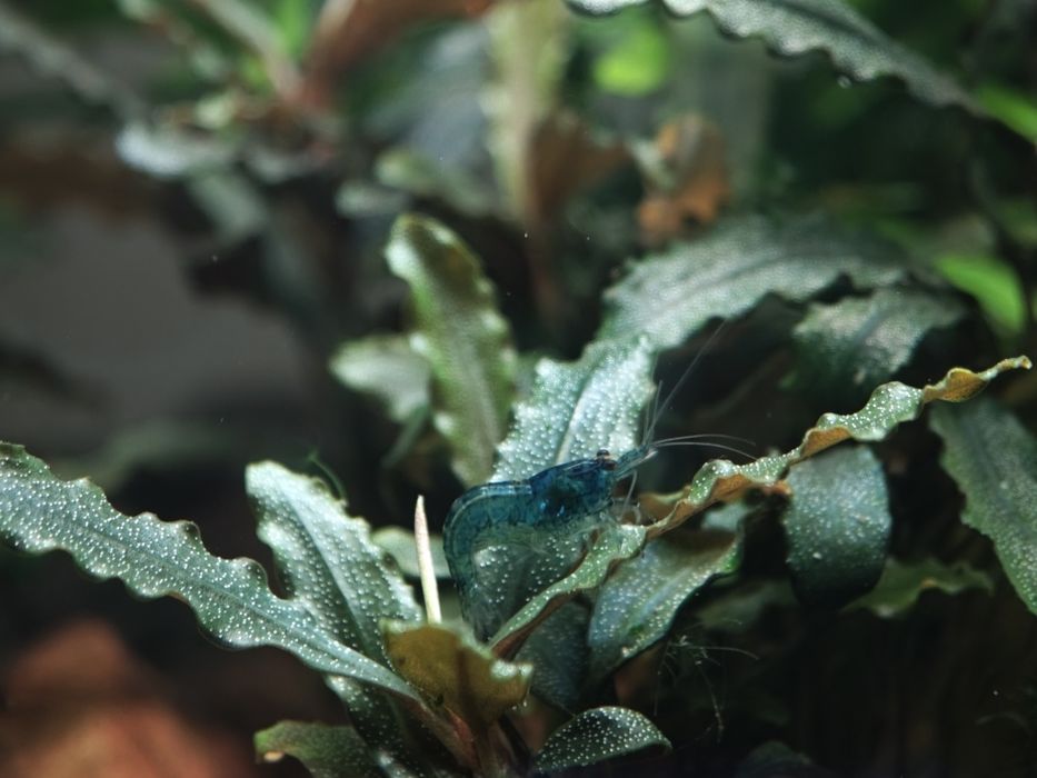 Planta de aquário Bucephalandras