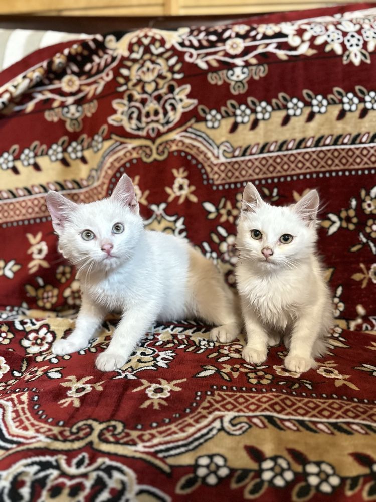 Кошенята шукають люблячу сімʼю