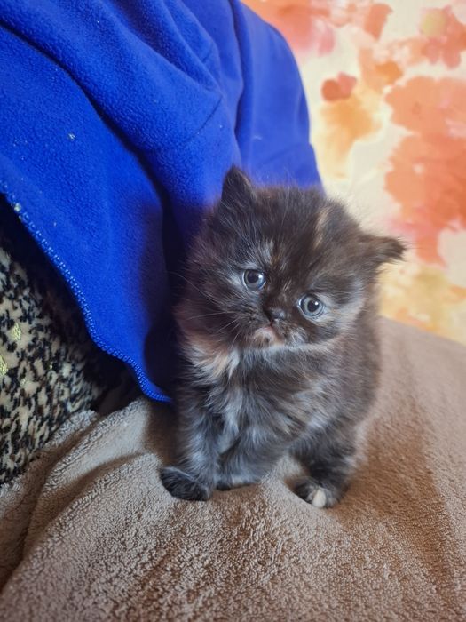 Кошенята шукають собі дім