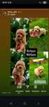 Bichpoo maltipoo f1 piesek