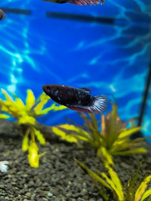 Sprzedam 3 samiczki bojownika