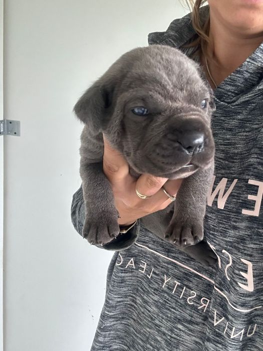 Niebieski Szczeniak Cane Corso szczeniaczek mocni rodzice, rodowód