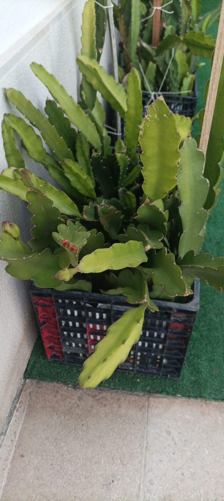 Mudas de pitaya várias variedades disponivel com Raiz