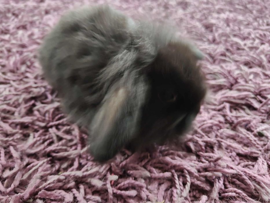 Królik miniaturka mini lop