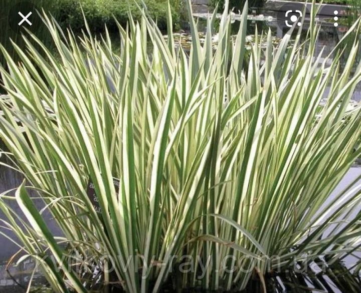 Продам аир вариегатный