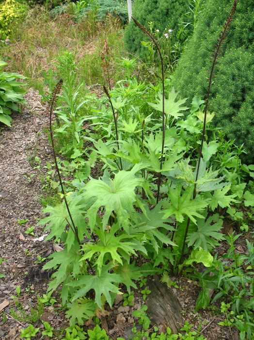 języczka Przewalskiego ligularia żółte kwiatostany bylina