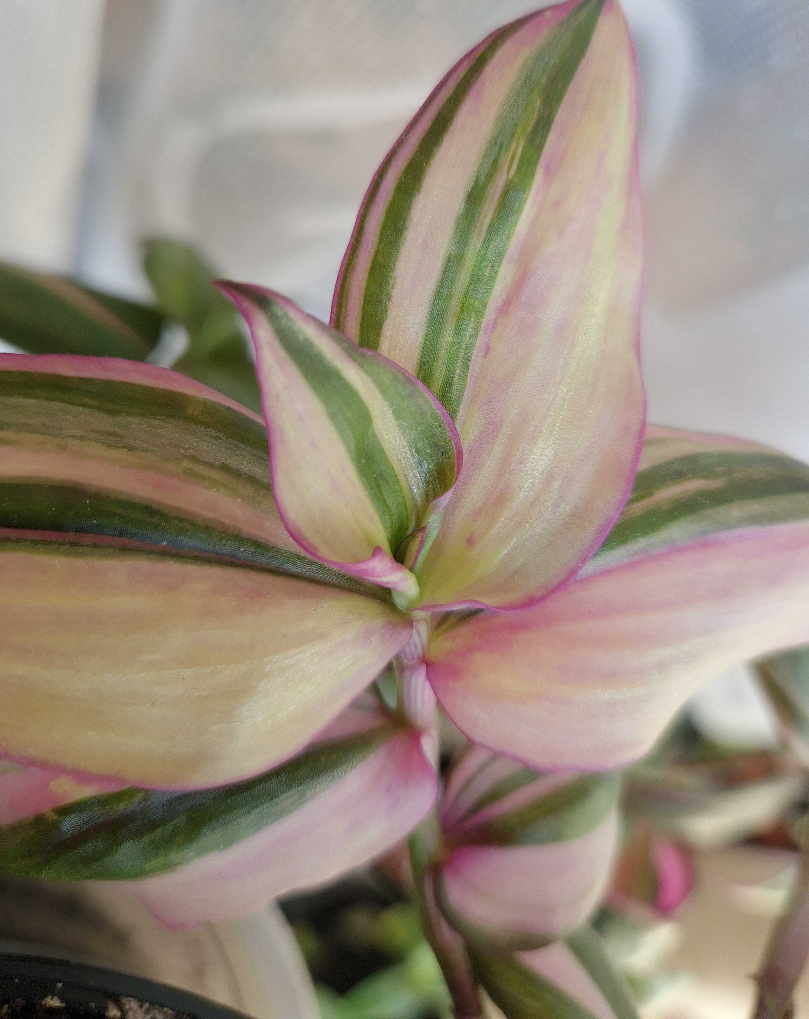 Tradescantia zebrina 'Discolor Multicolor'