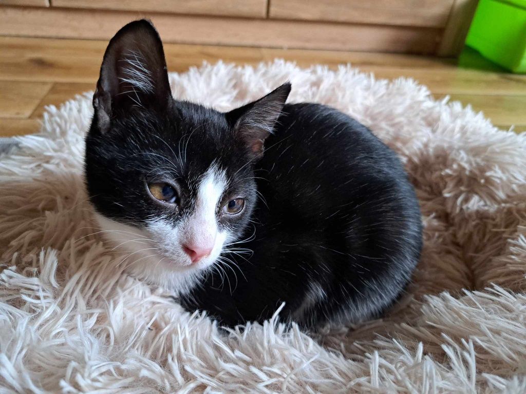 Kot kotek kotka do adopcji