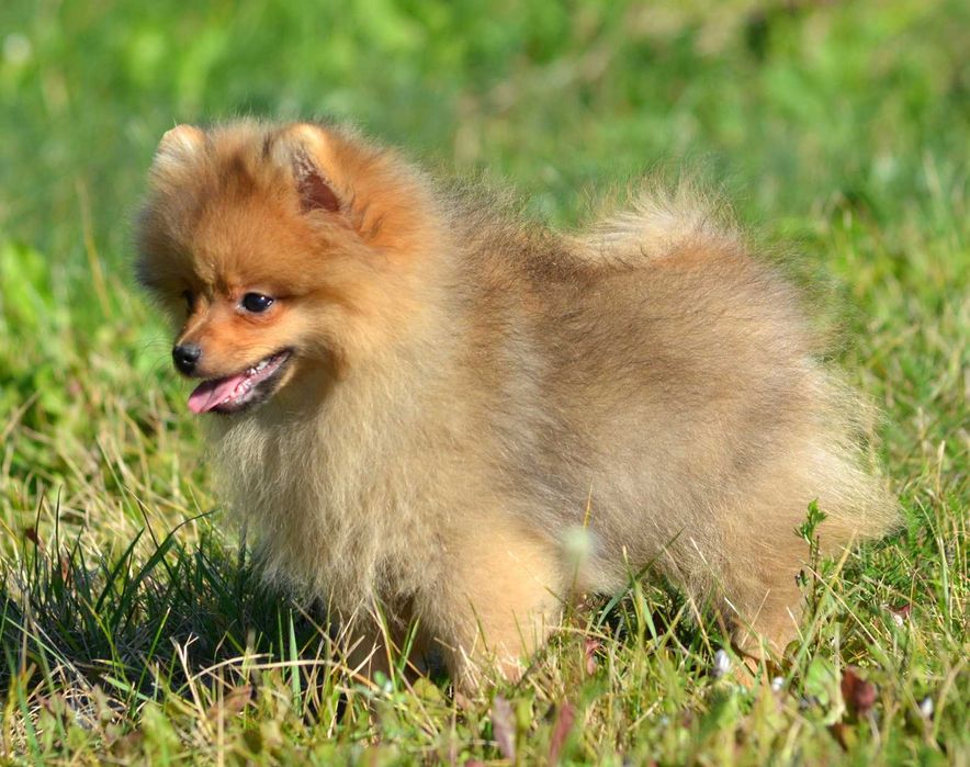 Szpic Miniaturowy Pomeranian śliczny piesek Codi ZKwP FCI