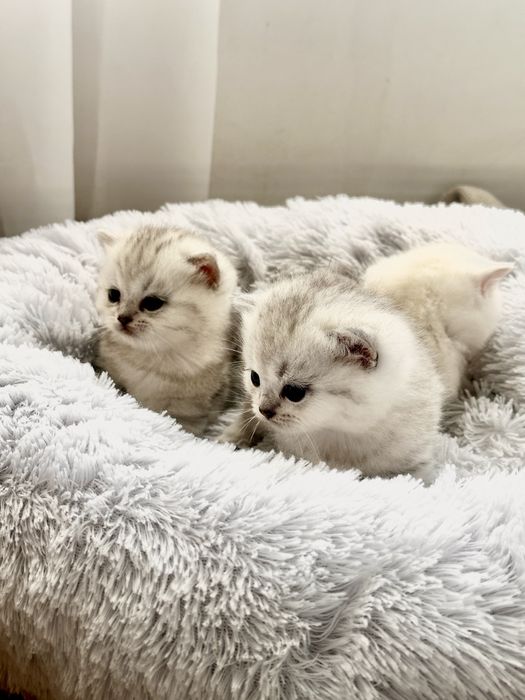 Кошенята сріблясті британські шиншили