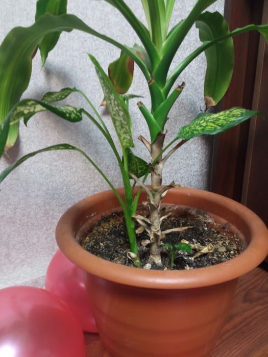 Вазони, дефенбахії