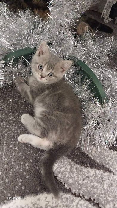 Шотландські чистокровні кошенята. 
Батьки живуть в одній сім'ї. 
Народ