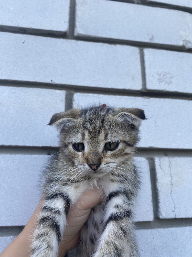 Продам висловухе кошенятко