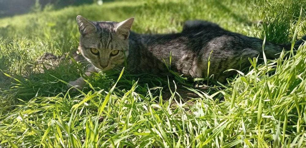 Отдаю двух котят даром