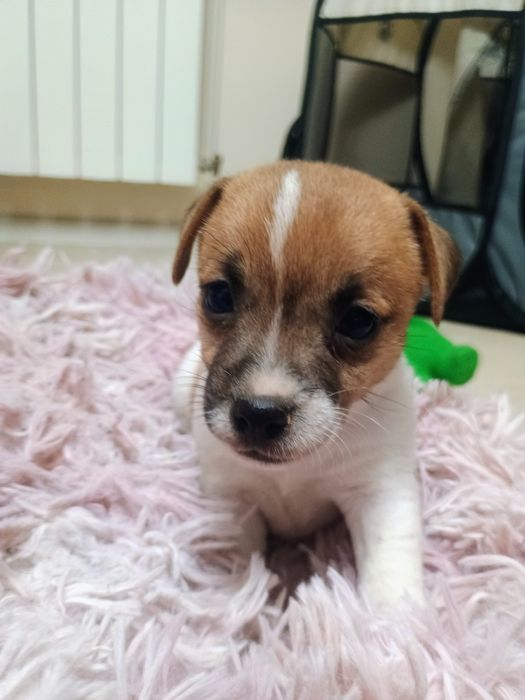 Suczka Jack Russell Terrier FCI