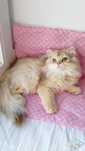 Нежнейший котик золотая шиншилла. Шотландский прямоухий