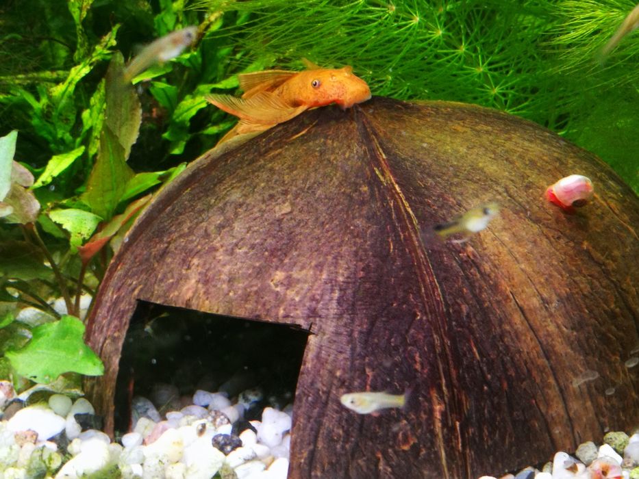 Kokos dekoracja kryjówka