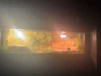 Terrarium dla agamy