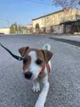 Suczka  Daisy Jack russell terrier