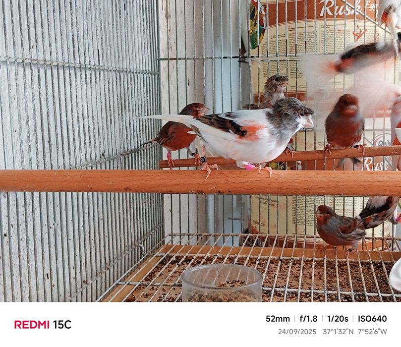 Canários Arlequin português Postura |  Anilhados