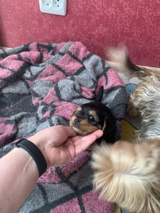 Йорк девочка