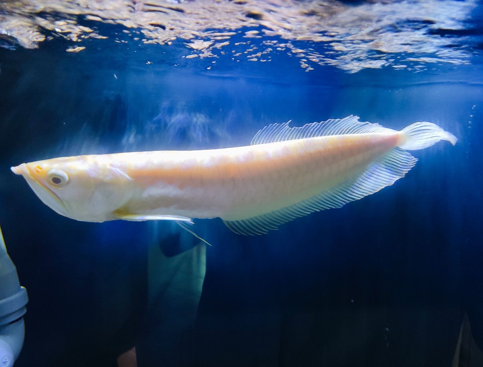 Arowana "Banana" 25/30 cm