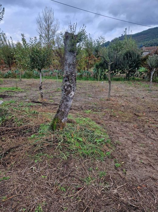 Oliveiras adultas