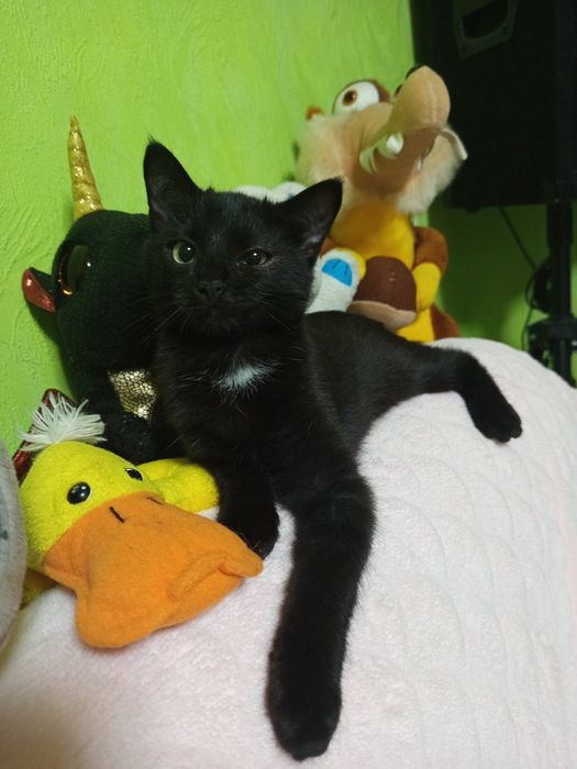 Чорний малюк із великим серцем чекає на свій дім