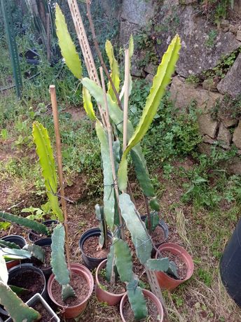 Pitayas poupa branca (undatus)