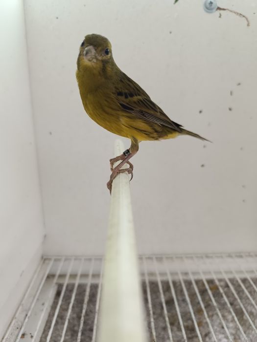 Vendo 2 Machos Timbrado Espanhol