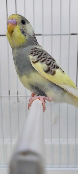 8 Periquitos australianos