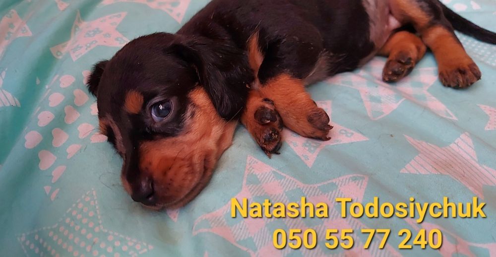 Мраморна принцесочка за декілька днів буде готова до переїзду