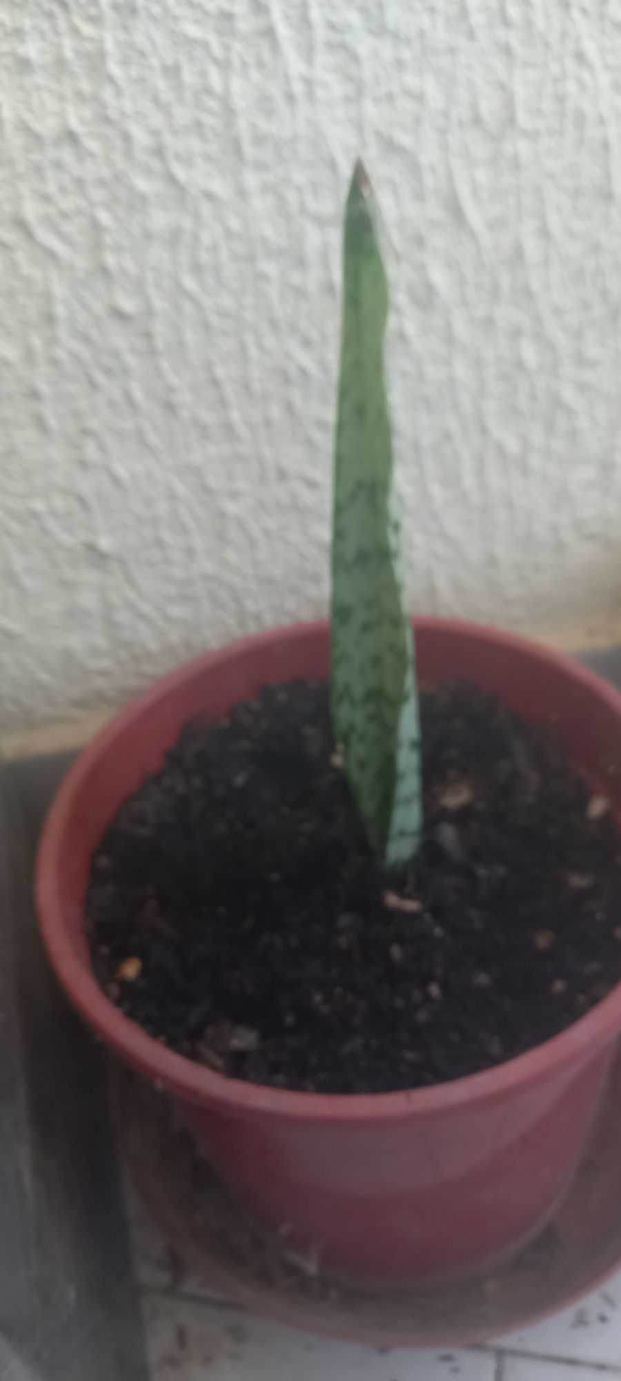 Plantas naturais interior e exterior