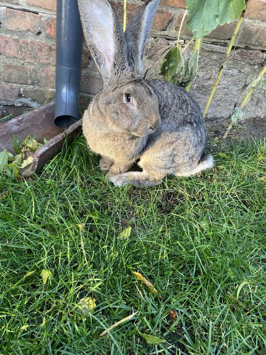 Olbrzym Belgijski samiec