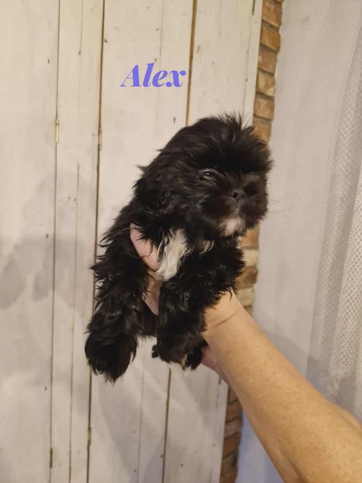 Przepiękne szczenięta