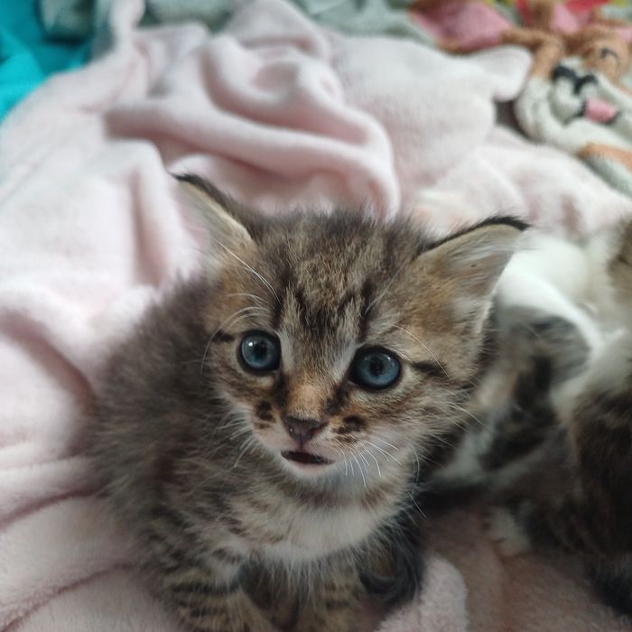 Котята в хорошие руки Невские маскарадные.
