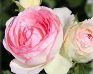 Cаженцы плетистой розы Эден Роуз крупно-цветковой двухлетки