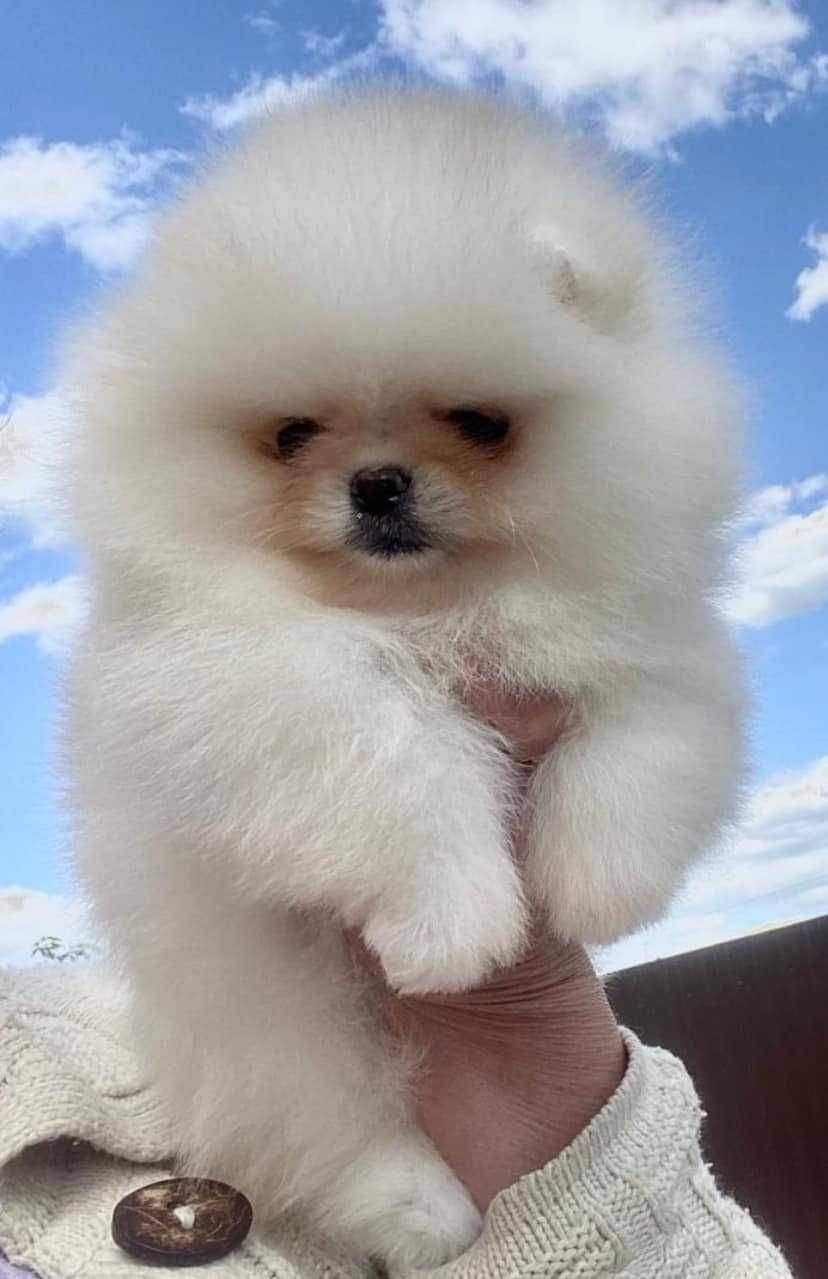 Spitz Alemão Anão MACHO