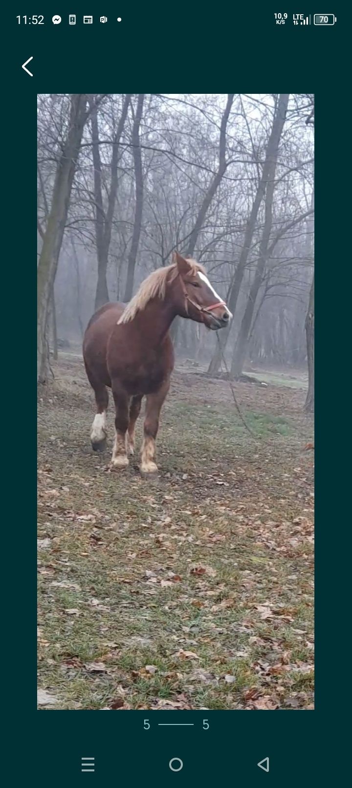 Sprzedam klacz źrebną