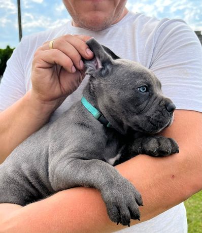 Cane Corso mocny Pies