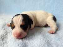 Jack Russell Terrier piesek gładkowłosy 1#