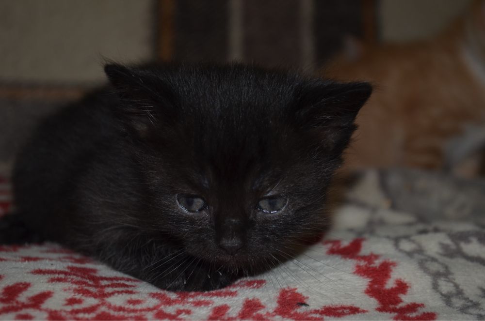 Kotki do adopcjj