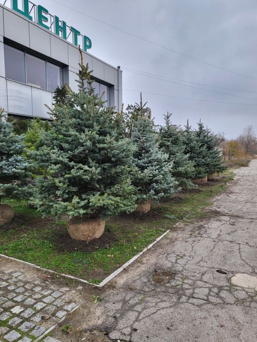 Живі новорічні Ялинки/Кримські Сосни/Псевдотсуги